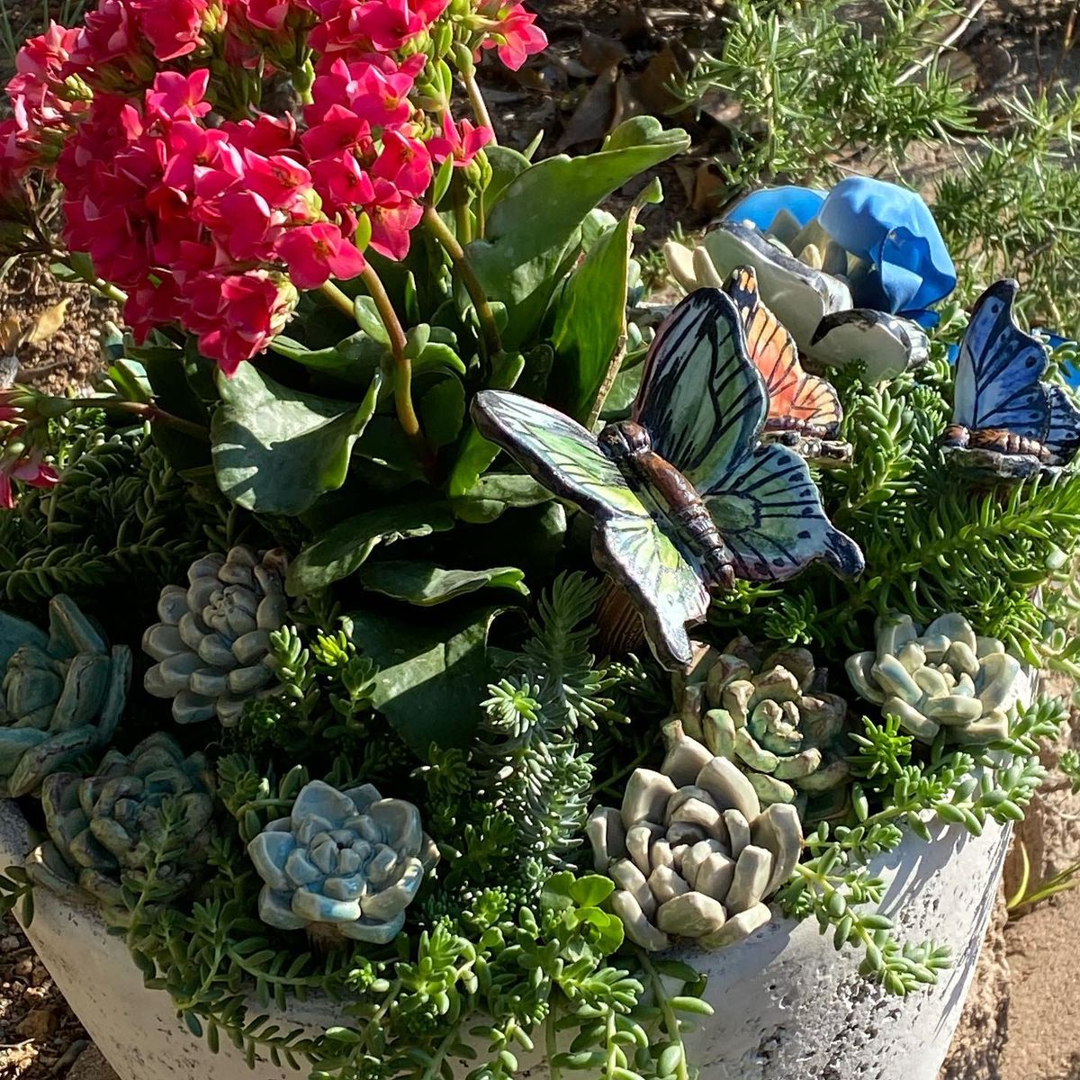 Butterflies in a succulent planter