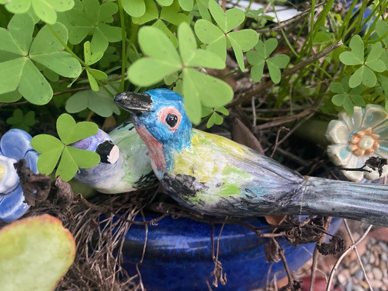 Bird in a planter