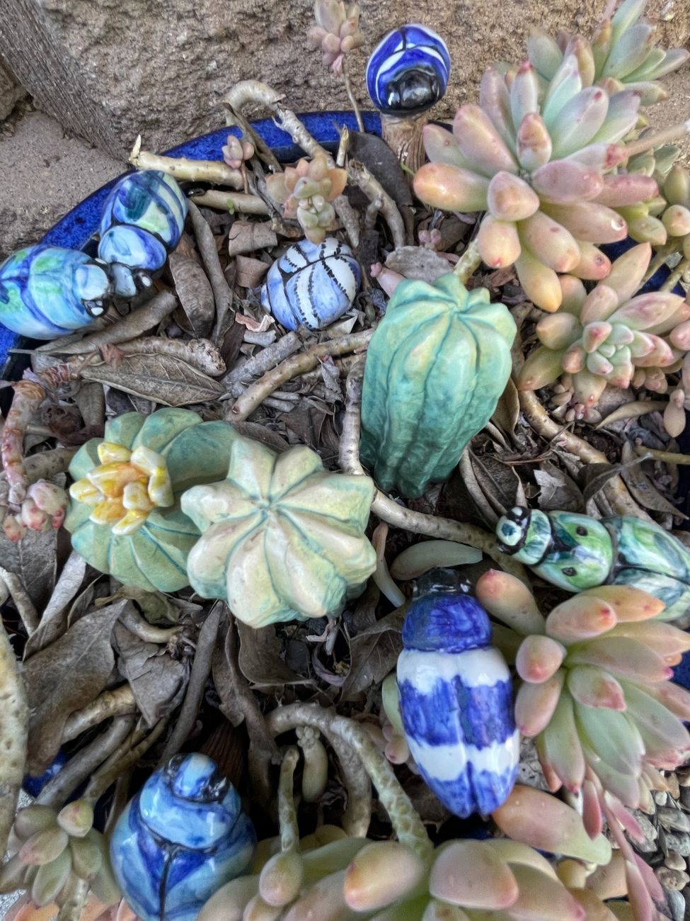 Beetles and cactus among the succulents